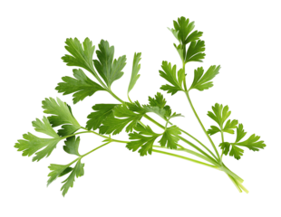 Fresh green parsley leaves isolated on white background showcasing aromatic culinary herb vibrant