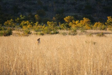 Lioness looking for food
