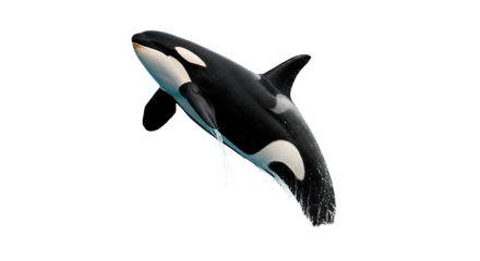 An orca whale dramatically leaps out of the water in this stunning shot.