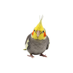 Obraz premium Yellow cockatiel bird standing calmly, facing forward with feathers fluffed.