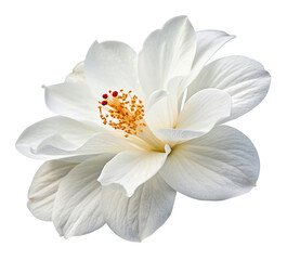 Fototapeta premium Close up of beautiful white flower with delicate petals and vivid yellow and red stamens in bloom