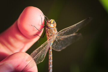 Macro close up of a blue-eyed darner, Rhionaeschna absoluta. No AI.
