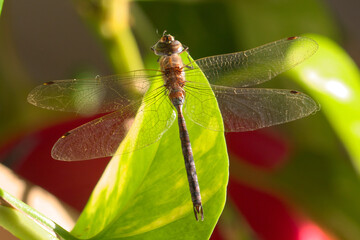 Macro close up of a blue-eyed darner, Rhionaeschna absoluta. No AI.