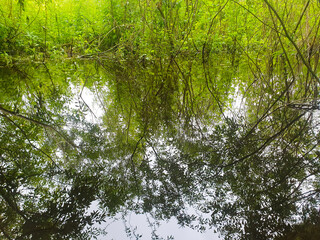 Overgrown pond with trees, swamp, marsh, swampy area, marshland close-up of the swamp water.