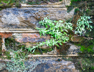 moss on stone wall