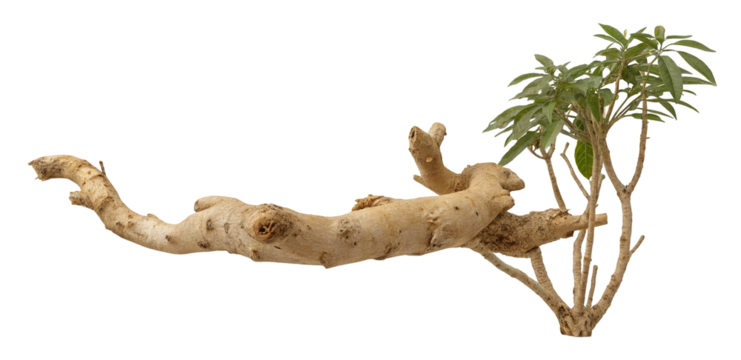 Branch with green leaves isolated on a plain background for natural decoration and design element