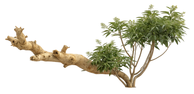 Long gnarled branch with green leaves and bright white background in a minimalist nature setting