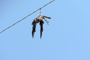 A bird that died from electric shock is hanging upside down on an overhead power line wire, one of its legs is wrapped around the wire, its body is severely damaged by a burn, presumably it is a rook.