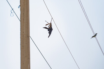 A bird that died from electric shock is hanging upside down on an overhead power line wire, one of its legs is wrapped around the wire, its body is severely damaged by a burn, presumably it is a rook.