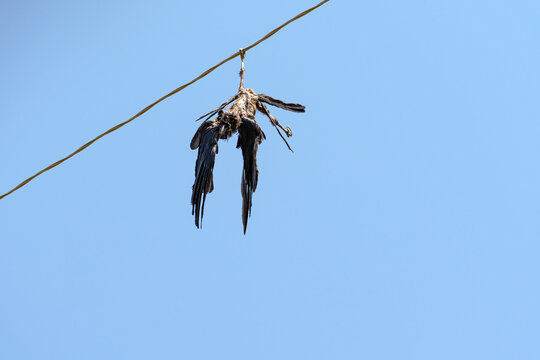 A bird that died from electric shock is hanging upside down on an overhead power line wire, one of its legs is wrapped around the wire, its body is severely damaged by a burn, presumably it is a rook.