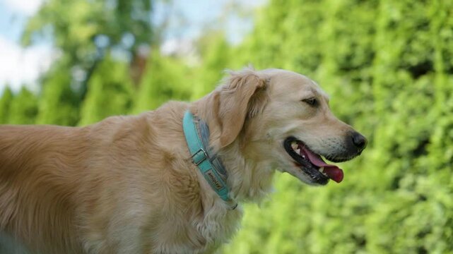 Slow motion of a golden retriever stands in a backyard garden wearing a vibrant turquoise collar, moving its head to sniff the air and demonstrating calm, curious behavior in a smooth slow motion trac