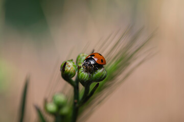 Red Ladybird Beetle on Green Flower Bud in Natural Outdoor Setting – High-Detail Macro Image for Stock Photography and Biological Research