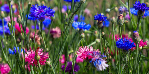 Dense patches of cornflowers display a kaleidoscope of vibrant blue and rich pink hues emerging...