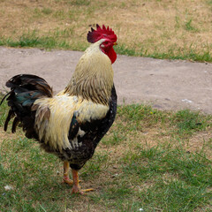 A beautiful rooster with luxurious plumage and a bright red comb proudly stands on a green lawn. Its expressive silhouette against the natural landscape highlights vitality and rural charm.