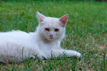 An elegant white cat with pink ears peacefully lies on green grass, enjoying a sunny day. Its...