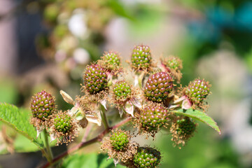 A blackberry branch with unripe green berries, gradually acquiring reddish hues, sparkles in the...