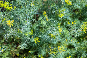 Lush dill bushes with small yellow inflorescences create a vibrant green carpet. This fresh...
