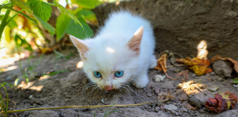 A small white kitten with bright blue eyes looks curious and cautious in a natural setting. Its...