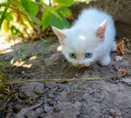 An adorable white kitten with expressive blue eyes intently observes the surrounding world. Its...