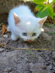 Bright blue eyes of this tiny white kitten stand out against the earthy background. It cautiously...