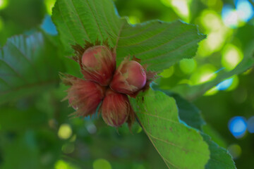 A cluster of hazelnuts in reddish-green husks is nestled among vibrant leaves, creating a natural, organic image.