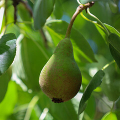 A single green pear hanging on a branch amidst blurred green leaves creates a sense of calm and...