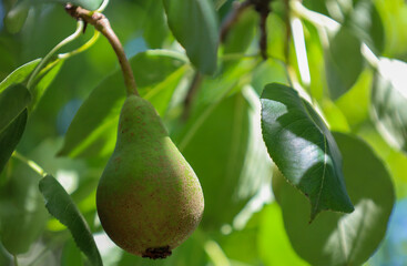 A succulent green pear delicately hangs from a branch, surrounded by vibrant leaves shimmering in...