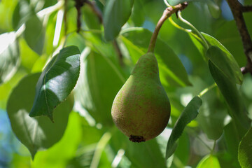  A ripe pear hangs on a branch amidst lush green leaves, illuminated by soft natural light. This...