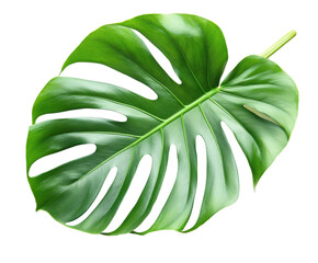 Monstera leaf nature plant detail isolated on transparent background