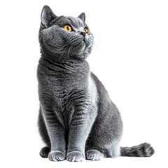 Playful grey cat posing elegantly animal isolated on transparent background