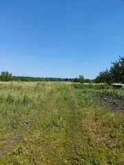 Fototapeta premium dirt road in the field