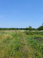 Obraz premium road in the field