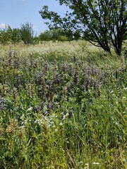 lavender field in provence