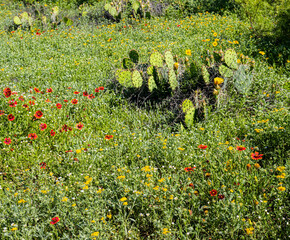 Meadow Filled With Prickly Pear Cactus and WIldflowers, Canyon Rim Spur Trail, Caprock Canyons...