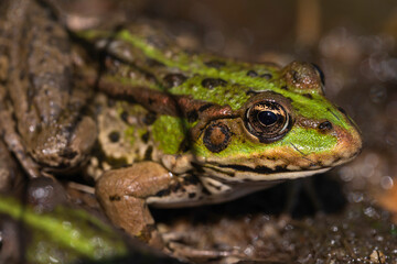 Green Spotted Frog Sitting in Murky Water Among Sticks and Aquatic Plants, Close-Up Wildlife Shot