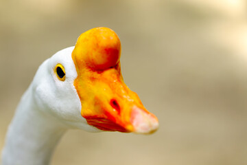 close up of a goose
