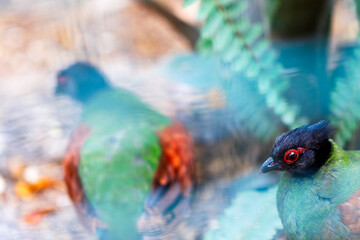 bird of paradise