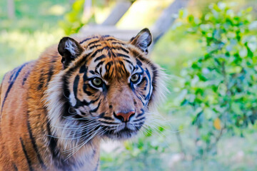 portrait of a bengal tiger