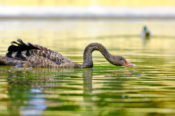 black swan swimming in the lake