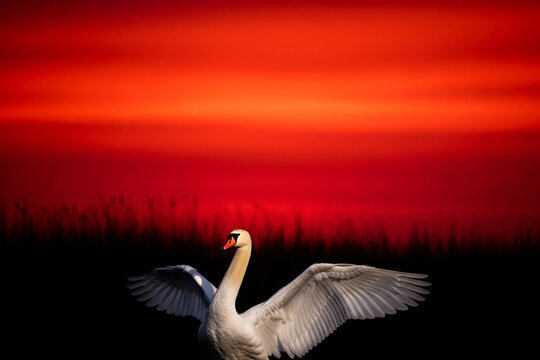 Immagine di un cigno al tramonto