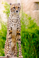 portrait of a cheetah