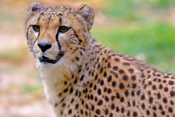 portrait of cheetah