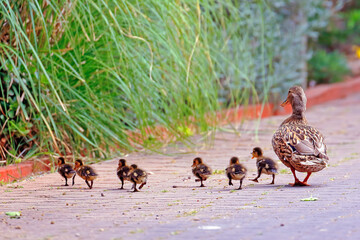 mother and baby geese