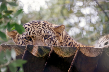 leopard resting on the tree