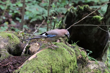 A Eurasian jay searches for something to eat among the dead trunks of the forest.