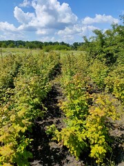 landscape with trees