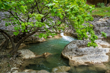 Turquoise pool under branch, Saint Luke Gorge
