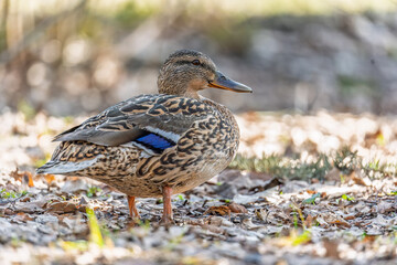 A duck female stands on its paws on the green shore of a pond.