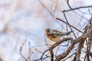 Fieldfare is sitting on branch in winter or autumn on blue sky background.