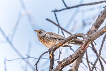 Fieldfare is sitting on branch in winter or autumn on blue sky background.